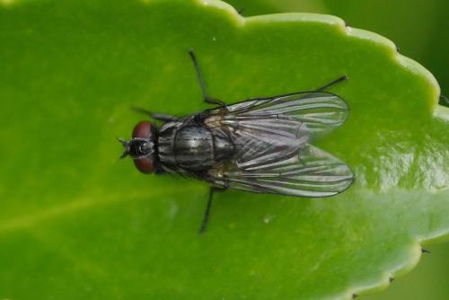 Réf. 39 880 : Hydrotaea sp.
