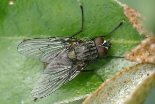 Helina sp.