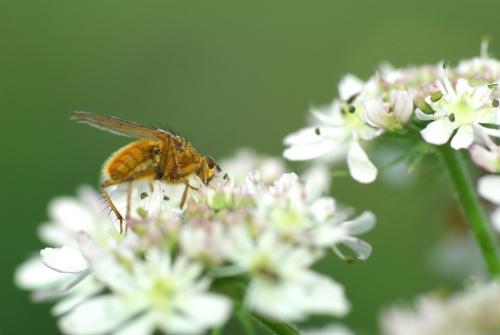 Scathophaga stercoraria