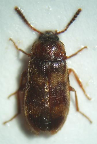Réf. 39 481 : Mycetophagus fulvicollis
