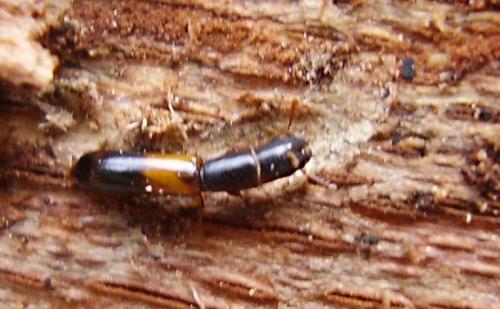 Nemozoma elongatum