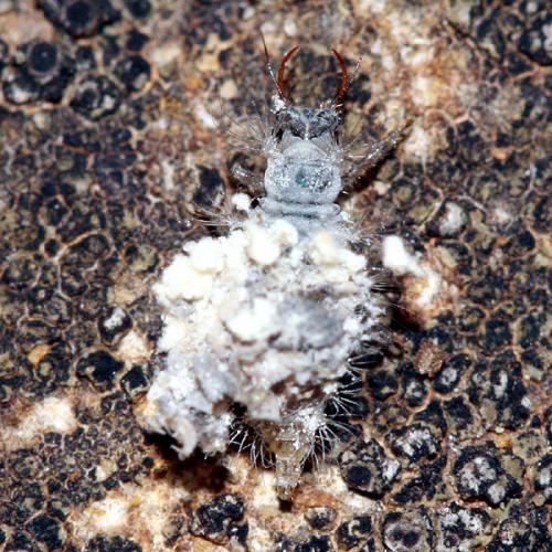 Pseudomallada sp.