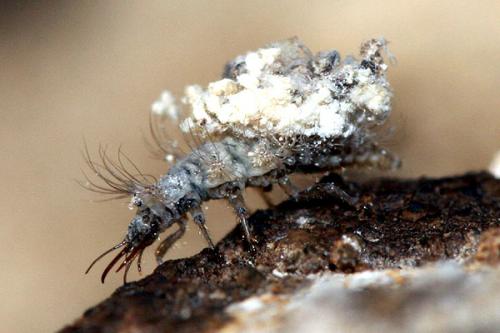 Pseudomallada sp.