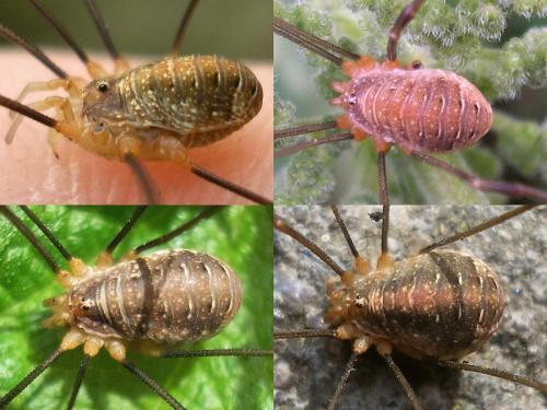 Réf. 39 109 : Opilio canestrinii