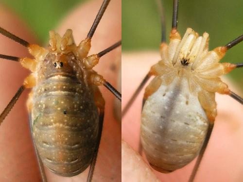 Opilio canestrinii