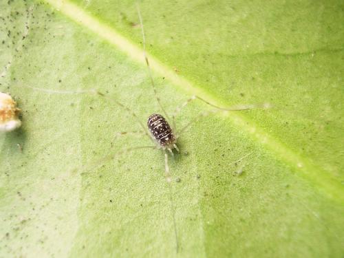 Opilio canestrinii
