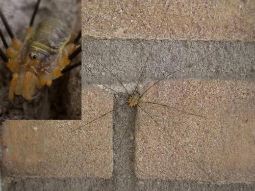 Opilio canestrinii