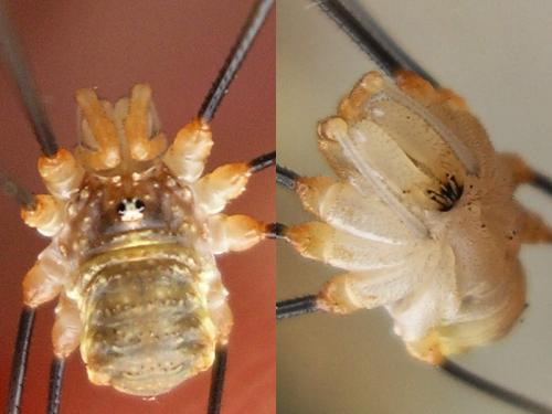 Réf. 39 113 : Opilio canestrinii