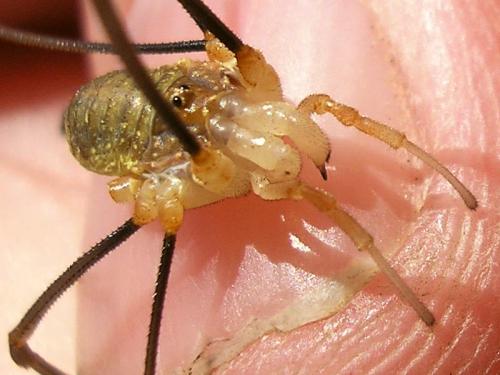 Opilio canestrinii