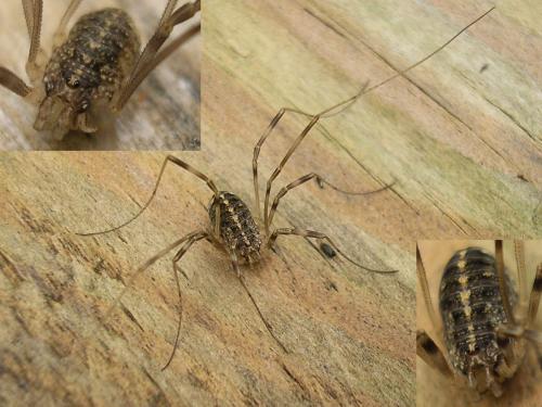 Réf. 39 108 : Opilio saxatilis