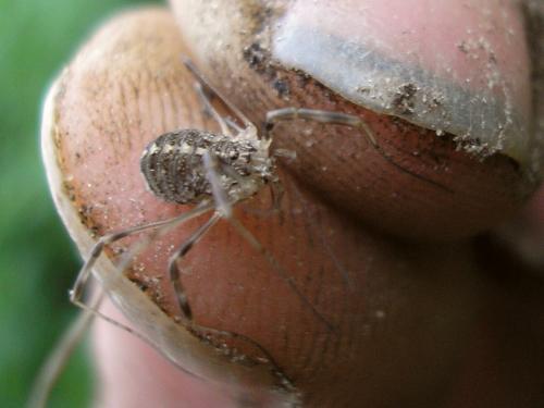 Réf. 39 107 : Opilio saxatilis