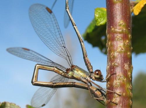 Réf. 39 004 : Chalcolestes viridis