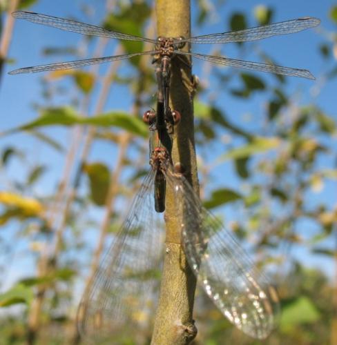 Chalcolestes viridis