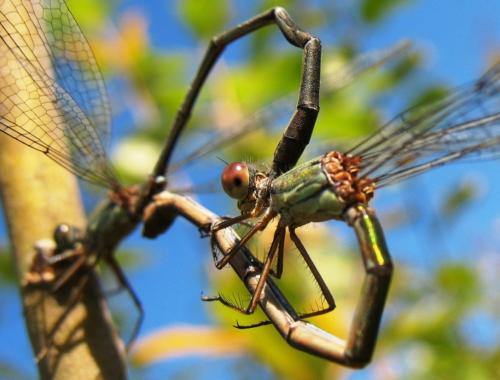Chalcolestes viridis