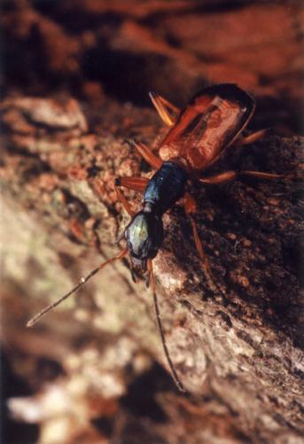 Odacantha melanura