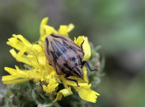 Odontotarsus purpureolineatus