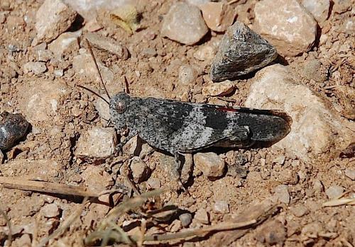Réf. 39 117 : Oedipoda germanica germanica