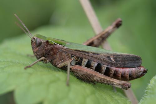 Réf. 39 534 : Omocestus rufipes