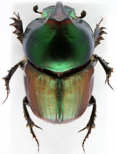 Onthophagus blanchardi
