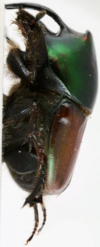 Onthophagus blanchardi