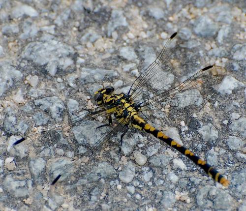 Onychogomphus uncatus