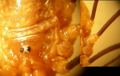 Opilio canestrinii