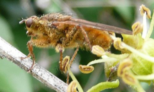 Scathophaga stercoraria