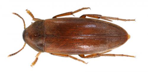 Orchesia minor