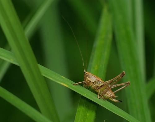 Pholidoptera griseoaptera