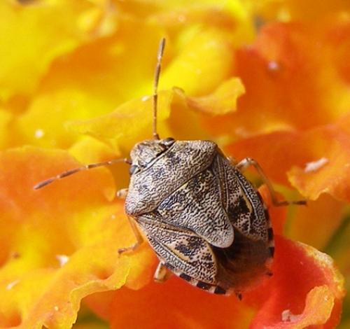 Réf. 39 257 : Holcogaster fibulata
