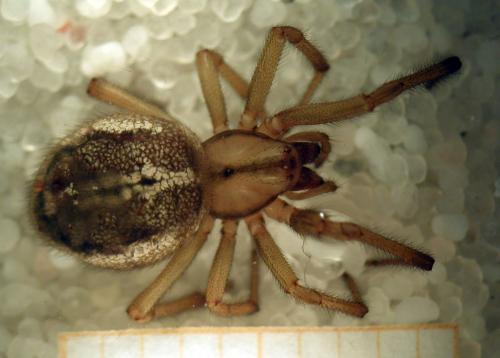Enoplognatha mordax