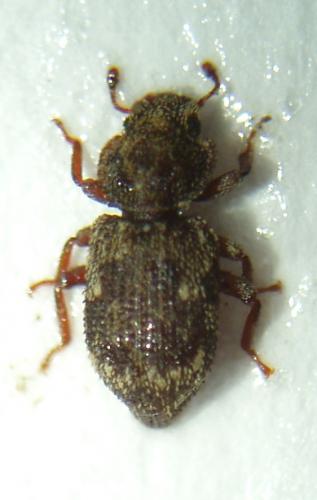 Réf. 39 058 : Coxelus pictus