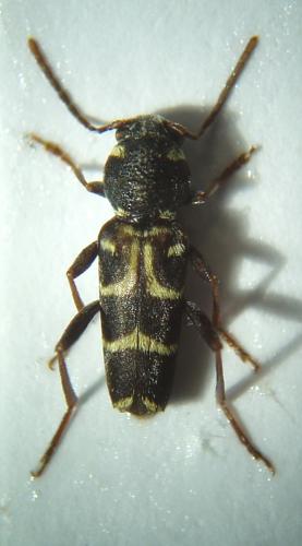 Réf. 39 082 : Xylotrechus antilope