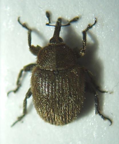 Rhinusa sp.