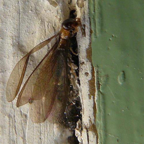 Kalotermes flavicollis