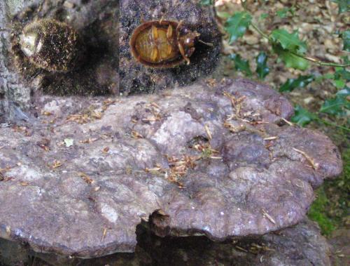 Thymalus limbatus