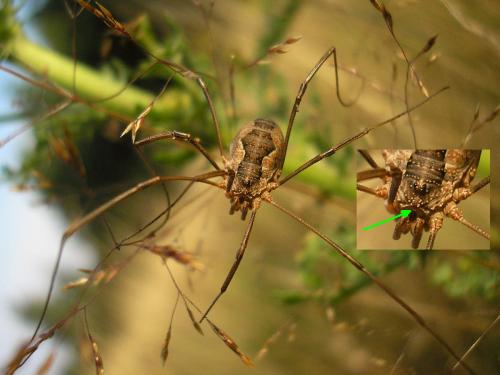 Phalangium opilio