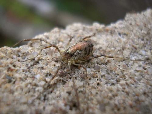 Paroligolophus agrestis