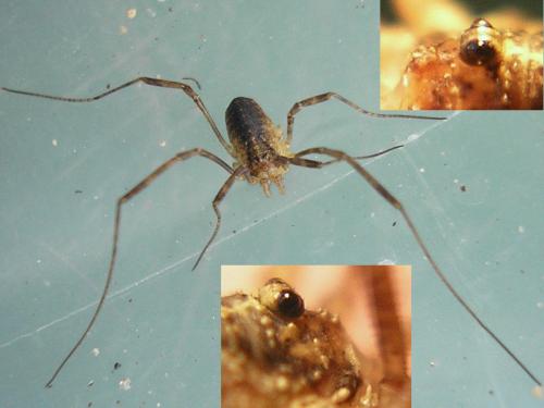 Paroligolophus agrestis