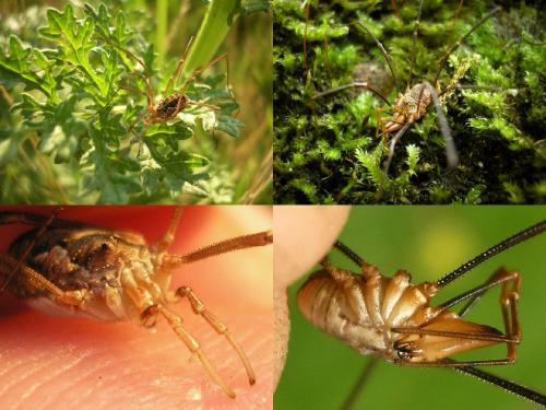 Phalangium opilio