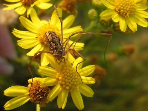 Phalangium opilio
