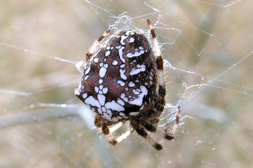 Réf. 39 707 : Araneus pallidus