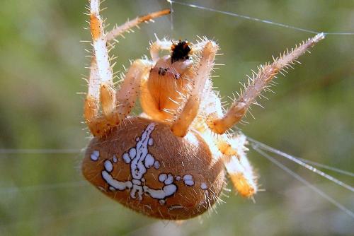 Araneus pallidus