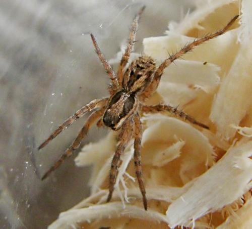 Lycosa tarantula