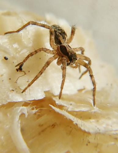 Lycosa narbonensis