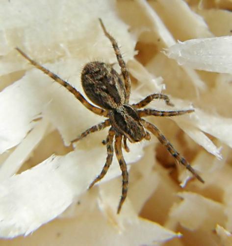 Lycosa tarantula