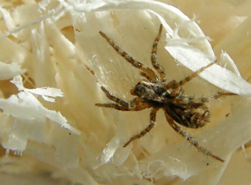 Lycosa tarantula