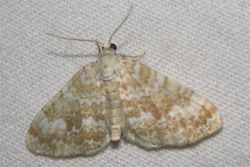 Perizoma flavofasciata