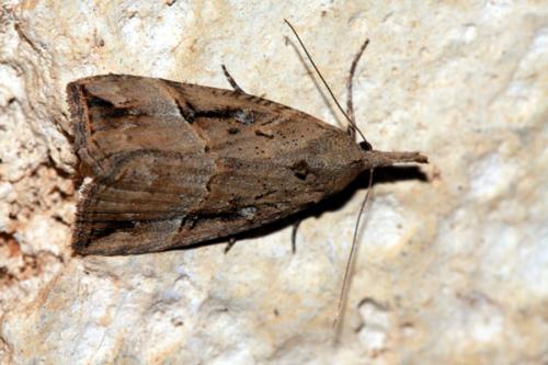 Hypena rostralis
