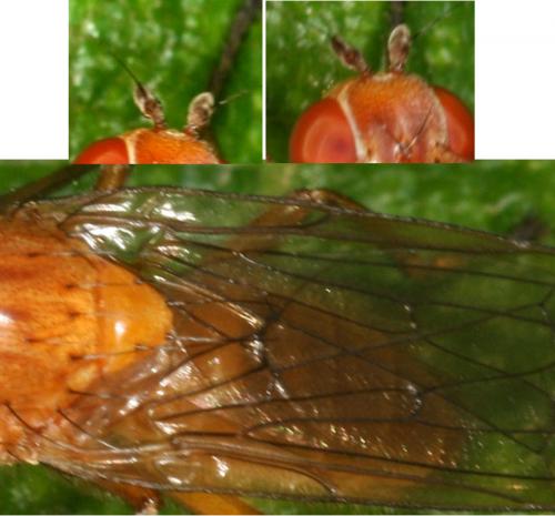 Dryomyza flaveola